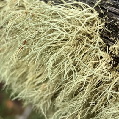 Usnea sp. (genus) (Bearded lichen) at Hall, ACT - 20 Mar 2024 by strigo