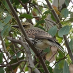 Oriolus sagittatus at Hall, ACT - 20 Mar 2024