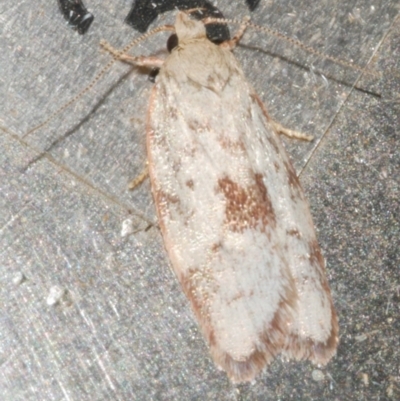 Garrha phoenopis (Garrha phoenopis) at Freshwater Creek, VIC - 12 Feb 2024 by WendyEM