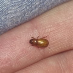 Unidentified Scarab beetle (Scarabaeidae) at QPRC LGA - 20 Mar 2024 by clarehoneydove