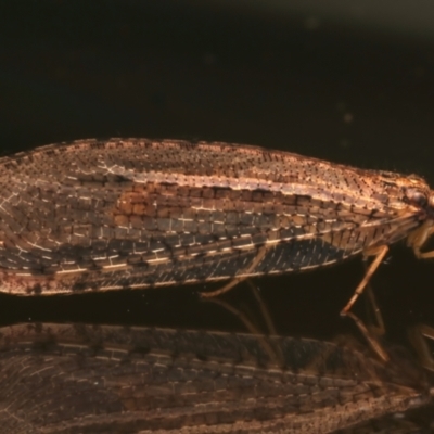 Stenosmylus tenuis (Osmylid lacewing) at Ainslie, ACT - 17 Mar 2024 by jb2602