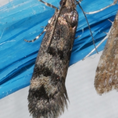 Barea zygophora (Concealer Moth) at WendyM's farm at Freshwater Ck. - 12 Feb 2024 by WendyEM