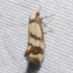 Olbonoma triptycha (Chezela Group) at Freshwater Creek, VIC - 11 Feb 2024 by WendyEM