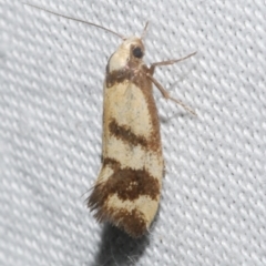 Olbonoma triptycha (Chezela Group) at Freshwater Creek, VIC - 11 Feb 2024 by WendyEM