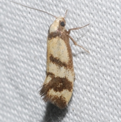 Olbonoma triptycha (Chezela Group) at Freshwater Creek, VIC - 11 Feb 2024 by WendyEM