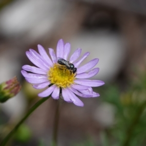 Lasioglossum (Homalictus) sp. (genus & subgenus) at Hall, ACT - 20 Mar 2024 01:45 PM