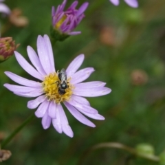 Lasioglossum (Homalictus) sp. (genus & subgenus) at Hall, ACT - 20 Mar 2024 01:45 PM