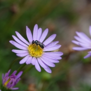 Lasioglossum (Homalictus) sp. (genus & subgenus) at Hall, ACT - 20 Mar 2024 01:45 PM