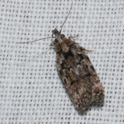 Ardozyga eumela (Gelechiidae) at Freshwater Creek, VIC - 11 Feb 2024 by WendyEM