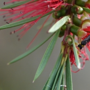 Hylaeus (Prosopisteron) sp. (genus & subgenus) at Hall, ACT - 13 Mar 2024