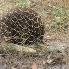Tachyglossus aculeatus (Short-beaked Echidna) at Sutton, NSW - 20 Mar 2024 by Christine