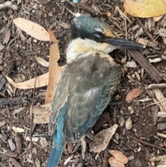 Todiramphus sanctus (Sacred Kingfisher) at Australian National University - 18 Mar 2024 by JohnGiacon