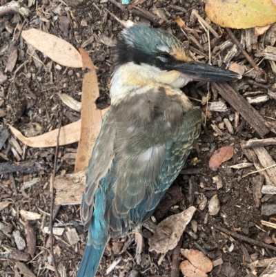 Todiramphus sanctus (Sacred Kingfisher) at Australian National University - 18 Mar 2024 by JohnGiacon