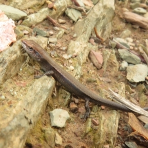 Lampropholis delicata at Sutton, NSW - 20 Mar 2024