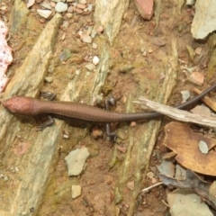 Lampropholis delicata at Sutton, NSW - 20 Mar 2024