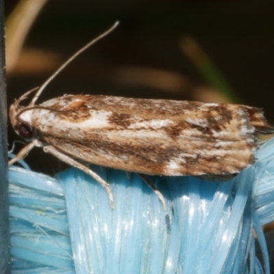 Unidentified Curved-horn moth (all Gelechioidea except Oecophoridae) at Freshwater Creek, VIC - 11 Feb 2024 by WendyEM