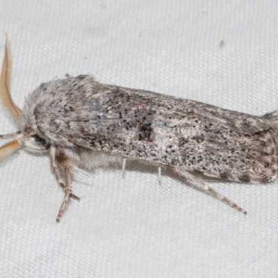 Cryptophasa irrorata (A Gelechioid moth (Xyloryctidae)) at Freshwater Creek, VIC - 11 Feb 2024 by WendyEM