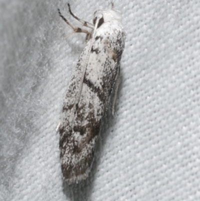 Lichenaula onychotypa (Lichenaula onychotypa) at Freshwater Creek, VIC - 12 Feb 2024 by WendyEM