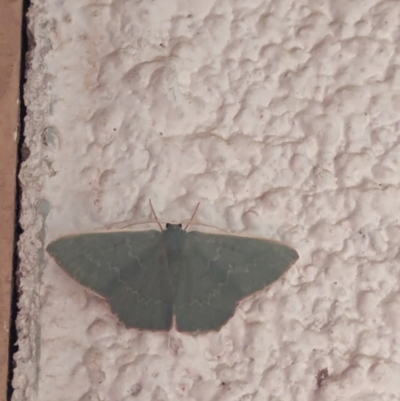 Prasinocyma semicrocea (Common Gum Emerald moth) at Watson, ACT - 19 Mar 2024 by AniseStar
