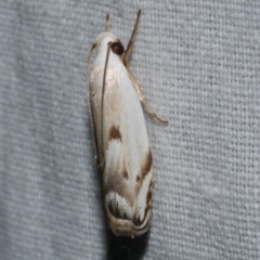 Plectophila discalis (Xyloryctidae) at Freshwater Creek, VIC - 11 Feb 2024 by WendyEM