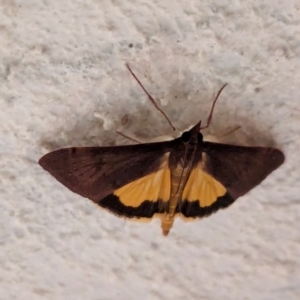 Uresiphita ornithopteralis at Watson, ACT - 20 Mar 2024