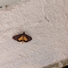 Uresiphita ornithopteralis at Watson, ACT - 20 Mar 2024