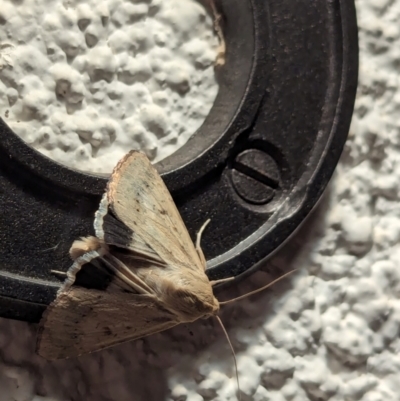 Helicoverpa punctigera (Native Budworm) at Watson, ACT - 20 Mar 2024 by AniseStar