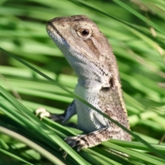 Amphibolurus muricatus (Jacky Lizard) at Larbert, NSW - 19 Mar 2024 by LisaH