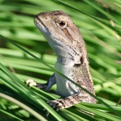 Amphibolurus muricatus (Jacky Lizard) at QPRC LGA - 19 Mar 2024 by LisaH