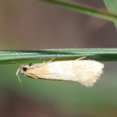Unidentified Concealer moth (Oecophoridae) at QPRC LGA - 19 Mar 2024 by LisaH