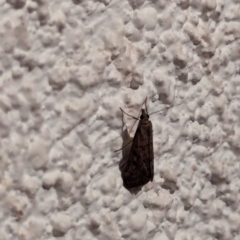 Uresiphita ornithopteralis (Tree Lucerne Moth) at Watson, ACT - 19 Mar 2024 by AniseStar