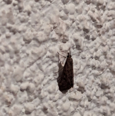 Uresiphita ornithopteralis (Tree Lucerne Moth) at Watson, ACT - 19 Mar 2024 by AniseStar