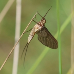 Ephemeroptera (order) (Unidentified Mayfly) at QPRC LGA - 19 Mar 2024 by LisaH
