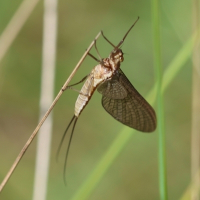 Ephemeroptera (order) (Unidentified Mayfly) at Mongarlowe, NSW - 19 Mar 2024 by LisaH