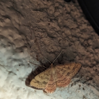 Scopula rubraria (Reddish Wave, Plantain Moth) at Watson, ACT - 19 Mar 2024 by AniseStar