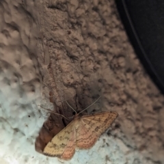 Scopula rubraria at Watson, ACT - 19 Mar 2024