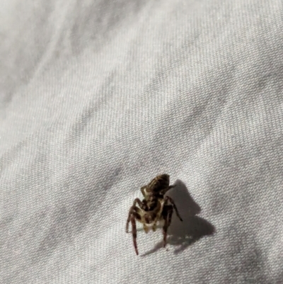 Salticidae (family) (Unidentified Jumping spider) at Watson, ACT - 19 Mar 2024 by AniseStar