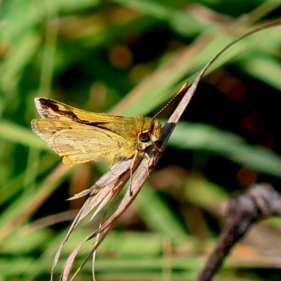 Ocybadistes walkeri (Green Grass-dart) at QPRC LGA - 19 Mar 2024 by LisaH