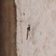 Chironomidae (family) at Watson, ACT - 19 Mar 2024