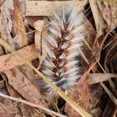 Anthela varia (Hairy Mary) at Gungaderra Grasslands - 20 Mar 2024 by WalkYonder