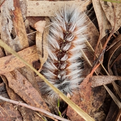 Anthela varia (Hairy Mary) at Gungaderra Grasslands - 20 Mar 2024 by WalkYonder