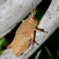 Goniaea australasiae (Gumleaf grasshopper) at Mongarlowe, NSW - 19 Mar 2024 by LisaH