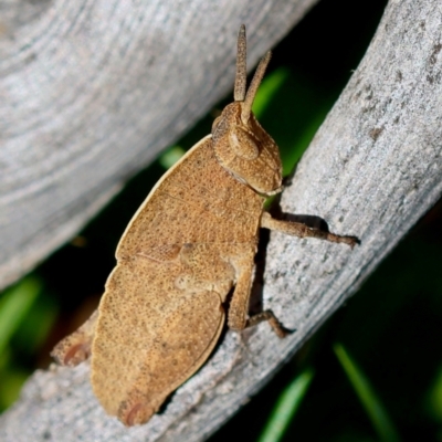 Goniaea australasiae (Gumleaf grasshopper) at Mongarlowe River - 19 Mar 2024 by LisaH