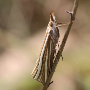 Hednota species near grammellus at QPRC LGA - suppressed