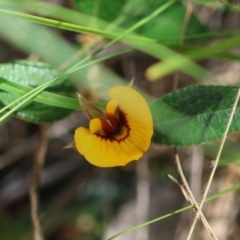 Mirbelia platylobioides (Large-flowered Mirbelia) at Mongarlowe, NSW - 19 Mar 2024 by LisaH