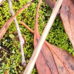 Cladia aggregata (A lichen) at Gungaderra Grasslands - 20 Mar 2024 by WalkYonder