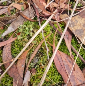 Cladia aggregata at Gungaderra Grasslands - 20 Mar 2024