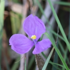Patersonia sericea var. sericea (Silky Purple-flag) at Mongarlowe River - 19 Mar 2024 by LisaH