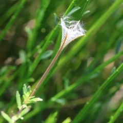 Epilobium billardiereanum subsp. cinereum (Hairy Willow Herb) at QPRC LGA - 19 Mar 2024 by LisaH