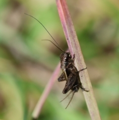 Bobilla sp. (genus) (A Small field cricket) at Mongarlowe River - 19 Mar 2024 by LisaH